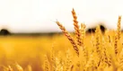 تاخیر پرهزینه برای خرید تضمینی