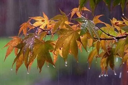 پیش‌بینی ۹۲ میلی‌متر بارش برای حوضه آبریز خلیج‌فارس در هفته آینده