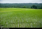 کشت شالی در کلات ۴۰ درصد کاهش یافت