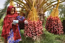 صادرات، موتور محرک توسعه صنعت خرمای سیستان و بلوچستان
