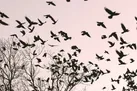 کلاغ‌ها وارد می‌شوند