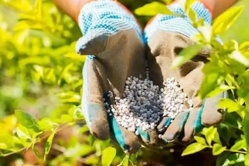 تأمین بیش از 40 هزار تن کود یارانه‌ای در استان اصفهان تا نیمه پاییز ۱۴۰۴