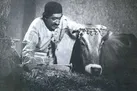 خیزش فرهنگی