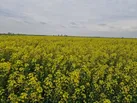انجام عملیاتِ داشت در ۳۰۰۰ هکتار از مزارع کلزای آذربایجان شرقی