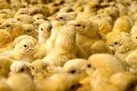 قیمت جوجه یک روزه ۲ برابر نرخ مصوب / کمبودی در جوجه ریزی نداریم