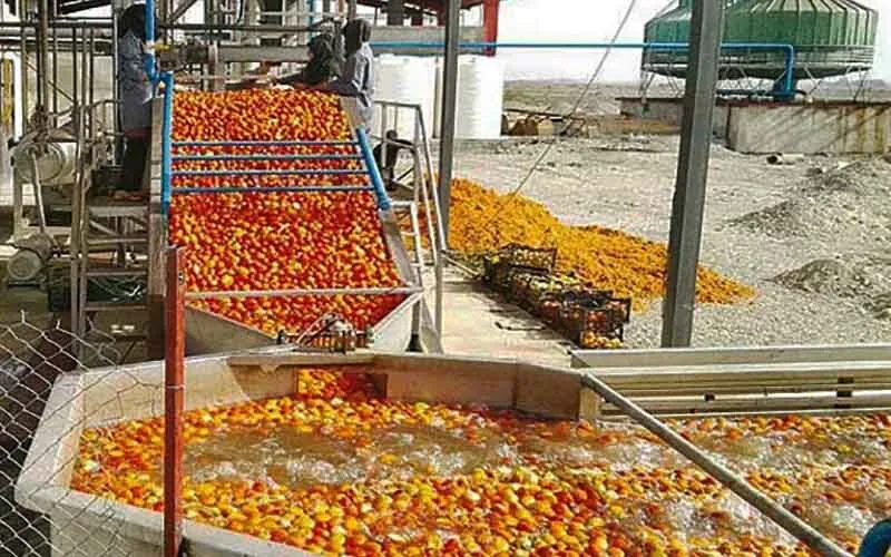 کمبود صنایع تبدیلی، آتشی در خرمن محصولات کشاورزی