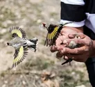 کشف ۱۴۰ قطعه سهره طلایی در ایلام