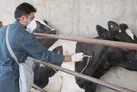 واکسیناسیون بیش از ۳۹۰۰ رأس دام سنگین در خرمشهر