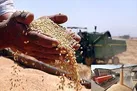 کاهش 51 درصدی خرید گندم تضمینی در کردستان