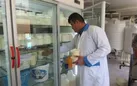 تاثیر ماست در تقویت سیستم ایمنی بدن