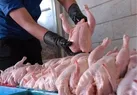 انتقاد مدیر کل دامپزشکی از خروج غیر مجاز مرغ از سنندج