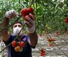 ورود نسل جدیدی از جوانان قمی به میدان تولید محصولات کشاورزی