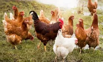 پایان مرحله سیزدهم طرح واکسیناسیون طیور بومی و روستائی علیه بیماری نیوکاسل در استان اردبیل