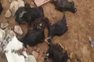 خسارت جبران ناپذیر گرگ ها به روستایی در اصفهان