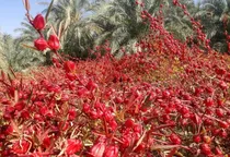 سیستان و بلوچستان تنها رویشگاه وسیع چای ترش ایران