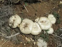 قارچ خودرو مصرف نکنید