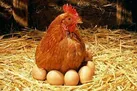 صادرات بی‌موقع؛ غفلت از ذخیره‌سازی