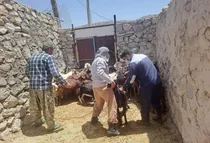 پایش بیماری طاعون نشخوارکنندگان کوچک در مناطق روستایی و حاشیه حیات‌وحش باشت