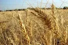 کاهش ۲۱ درصدی خرید تضمینی گندم / آسیب جدی خشکسالی به تولید