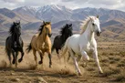 آذربایجان شرقی؛ خاستگاه اسب‌های اصیل ایران با بیش از ۲ هزار رأس اسب هویت‌دار