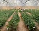 تولید دانش‌بنیان و استراتژیک بذور هیبرید برای تکمیل زنجیره تولیدات گلخانه‌ای در یزد
