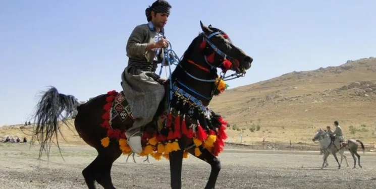 اسب کُرد به نام کرمانشاه در آستانه ثبت ملی
