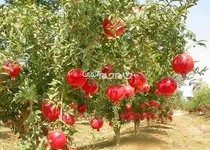 محوطه تاریخی مسجد جامع این شهرستان،میزبان برگزاری جشنواره انار و تنوع فرهنگی اقوام ایرانی است