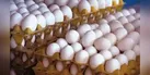 توقیف بیش از یک تن محموله تخم مرغ غیر مجاز در رامهرمز
