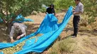 بادامی که در این زنجیره افتاد