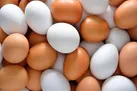 قیمت مصوب تخم مرغ تغییر کرد