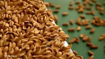 خبر خوش برای صنعت بادام چهارمحال و بختیاری
