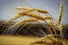 پیش‌بینی تولید بیش از ۶۵۶ هزار تن گندم در همدان
