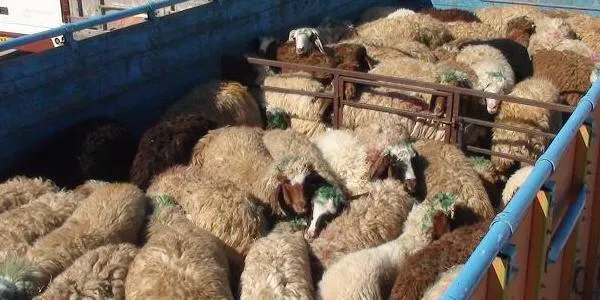 توقیف محموله احشام قاچاق در آغاجاری