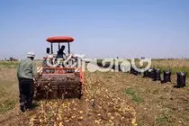 برداشت بیش از ۶۱ هزار تن سیب‌زمینی از مزارع آذربایجان‌غربی