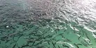 رهاسازی ۸ میلیون قطعه بچه ماهی در منابع آبی داخلی خوزستان