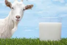 شیر بز چه تفاوتی با شیر گاو دارد؟