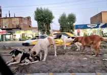 معضل سگ‌های ولگرد در زاهدان