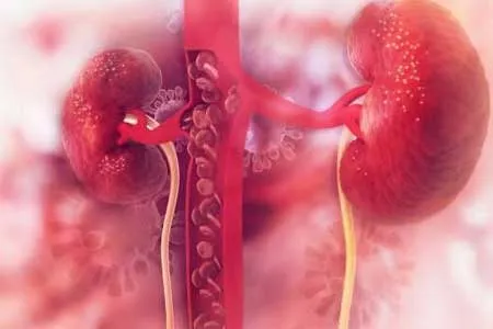 ارتباط میان کووید ۱۹ و افزایش احتمال ابتلا به بیماری کلیوی