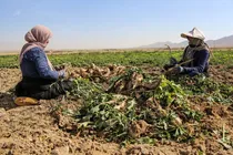پیش‌بینی تولید ۴۲۰ هزار تن چغندرقند پاییزه در کرمانشاه