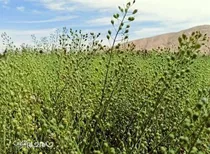 آماده حمایت همه‌جانبه از کشاورزان کاملینا هستیم