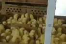 شدیدترین برخوردها در انتظار جوجه‌کُش‌ها / اخطار به واحدهای تولید جوجه در تهران