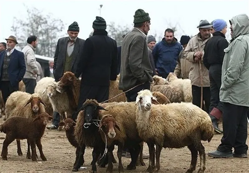 قیمت عرضه دائم زنده در تهران هر کیلو ۱۸۵ هزار تومان شد