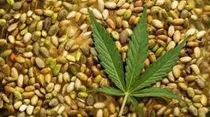 محکومیت قاچاقچی بذردر یزد