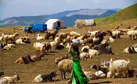 ببینید ا تلخی‌ها و شیرینی‌های زندگی عشایری