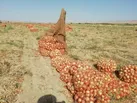 پیازیکی ازمحصولات مهم صادراتی درگز