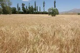 اجرای طرح جهش تولید در 10 هکتار از دیم‌زارهای شهرستان خاتم