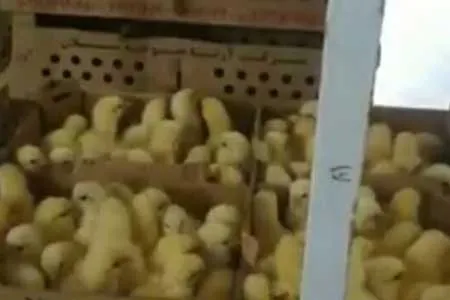 شدیدترین برخوردها در انتظار جوجه‌کُش‌ها / اخطار به واحدهای تولید جوجه در تهران