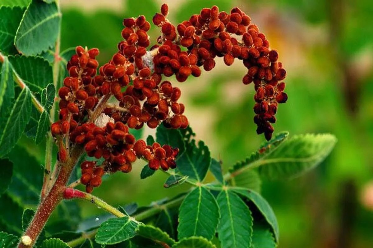 ادویه‌ای خوش‌ طعم با چاشنی سلامت
