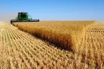 خرید تضمینی گندم در استان همدان از مرز ۲۵۶ هزار تن گذشت