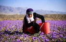 دلالان، بلای جان طلای سرخ